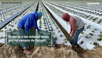 El miedo a las redadas ronda por los campos de Oxnard