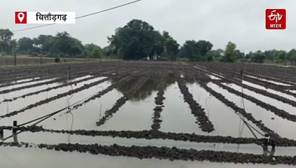 काले सोने पर बारिश का ग्रहण, बीज नष्ट...फिर करनी पड़ेगी अफीम की बुवाई