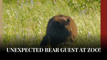Unexpected Visitor: Wild Black Bear Sneaks Into Zoo, Says Hello to Residents