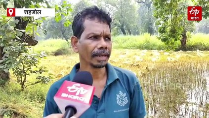 बेमौसम बारिश से बढ़ी किसानों की मुसीबत, बर्बादी के मुहाने पर साल भर की खेती