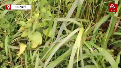 चिखलदरा लगत बाराही महिने जंगल हिरवंगार; मेळघाटात कुरण विकासामुळं वाघ आणि तृणभक्षी प्राण्यांची संख्या वाढली