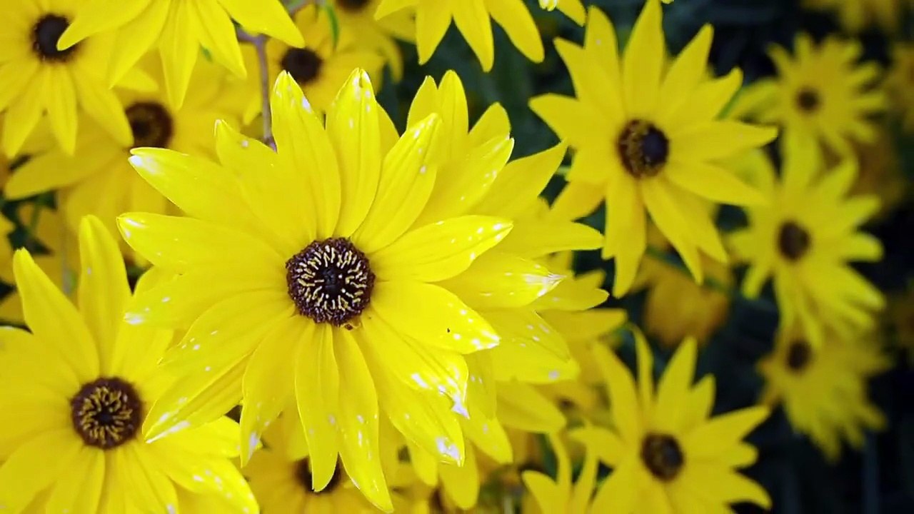vidsplay-yellow-flowers-moving-in-wind (720p)