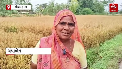 પંચમહાલ જિલ્લાના ખેડૂતોનો ડાંગરનો ઉભો પાક ધોવાયો, સરકાર પાસે વળતરની કરી માંગ, સાંભળો ખેડૂતોની આપવીતી