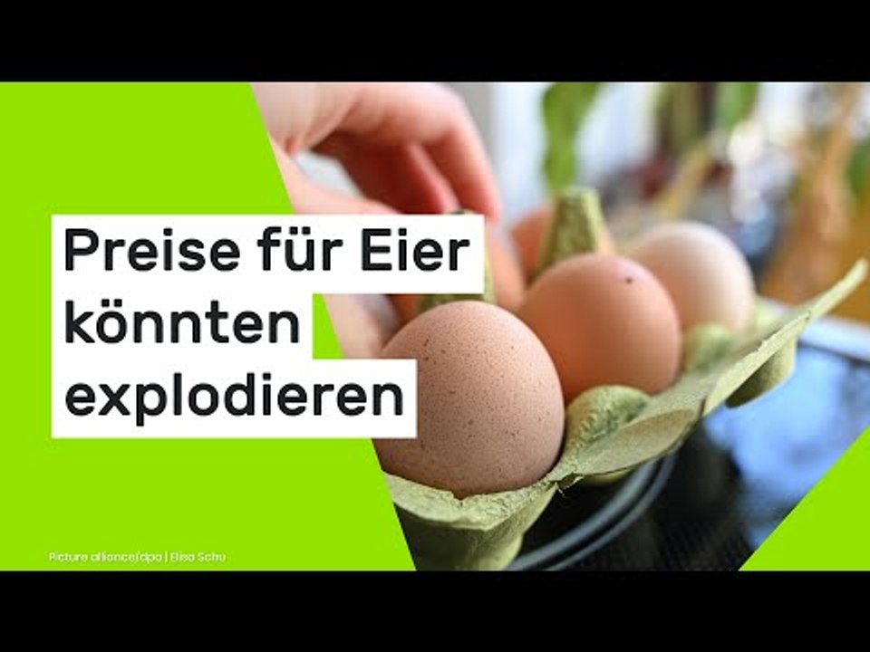 50 Prozent teurer: Preise für Eier könnten wegen Vogelgrippe explodieren