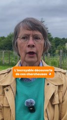L’incroyable découverte de ces chercheuses sur le comportement des poules 🐔