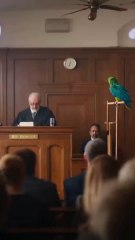 The Feather Affair#AIShorts #CinematicShort #BirdTok #FunnyAnimals #JudgeAndBeak #ComedySketch🏷️ #ParrotComedy #CourtroomHumor #BritishComedy #FunnyShorts #ViralReels #TalkingParrot #UKHumor