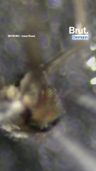 Ils étudient les moustiques pour nous protéger des infections.