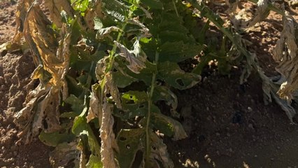 '충북 음성 화학사고' 현장감식·사고 영향조사 실시 / YTN