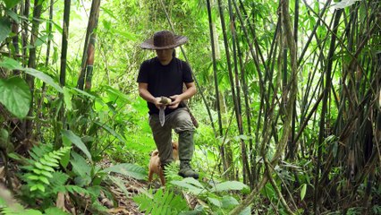EP.503 - Um dia na selva – de frutas silvestres a um banquete de peixe grelhado