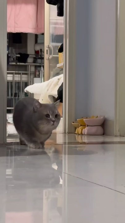 Le chat appelle ses petits.