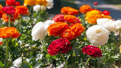 Grow These 10 Flowers That Symbolize Romance For A Beautiful Love Garden