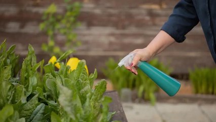 9 Reasons Why You Should Avoid Using Chemical Weed Killers Near Edible Plants