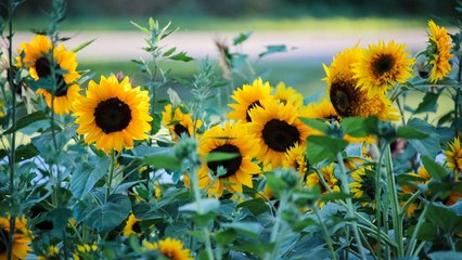 10 Reasons Why You Should Be Growing Sunflowers By Your Front Door