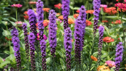 10 Gardening Tips For Growing Big Blooming Blazing Stars