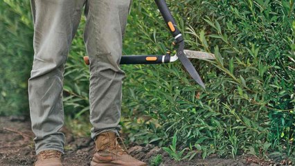 9 Important Reasons Why You Should Trim Your Hedges