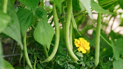 12 Perfect Companion Plants To Grow With Green Beans