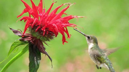 Hummingbirds Will Keep Coming Back For These 10 Perennial Flowers