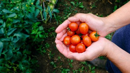 9 Gardening Methods To Get High Yields Of Cherry Tomatoes