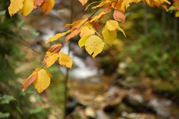 Örümcek Ormanları'nda sonbahar senfonisi: Doğanın abidesinden manzaralar