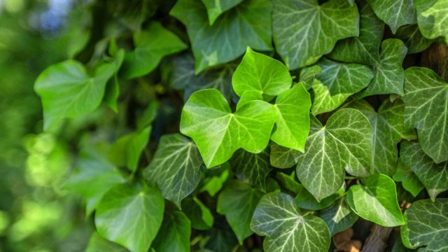 10 Must-Know Gardening Tips For Growing English Ivy
