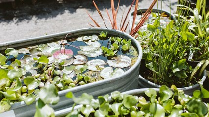 How To Prepare Your Garden For Aquatic Plants Next Year