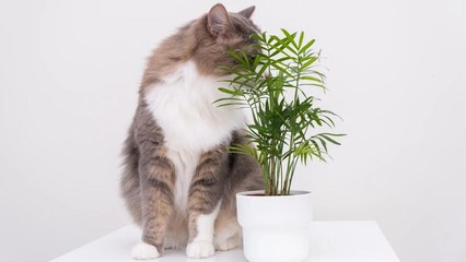 Cat Owners Beware! These 10 Plants Are Toxic To Cats