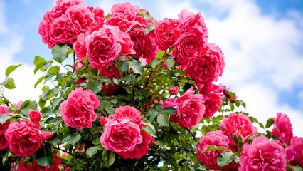 10 Garden Plants That Love Baking Soda