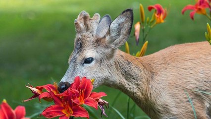 Daylilies Might Be Attracting Deer To Your Garden