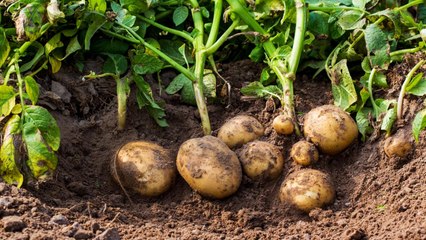 The Unbelievable Histories of 11 Common Vegetables