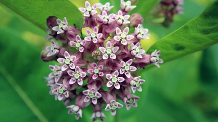 11 “Ugly” Plants That 100% Belong In Your Garden