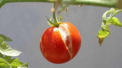 This Is Why Your Tomatoes Won’t Stop Splitting (And How To Fix It)