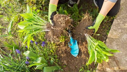 10 Plants You Have to Divide in September for Bigger Blooms Next Year