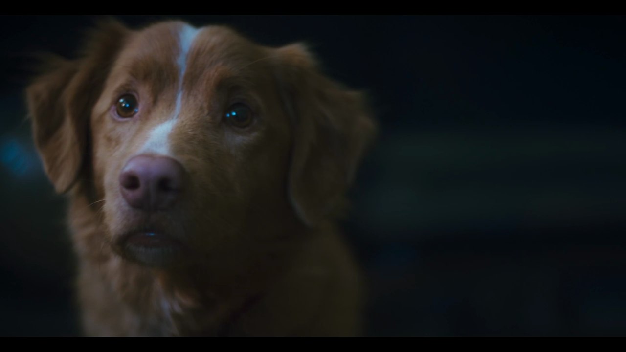 Good Boy: Trust his Instincts - Trailer (Deutsch) HD