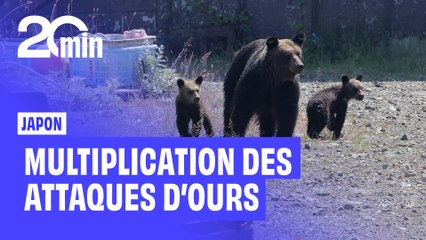 Japon : Multiplication des ATTAQUES d'ours