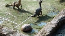 ARSIP RAHASIA: Ini Bukti Dinosaurus Sudah Main Bola Sebelum Punah! 🧐⚽️