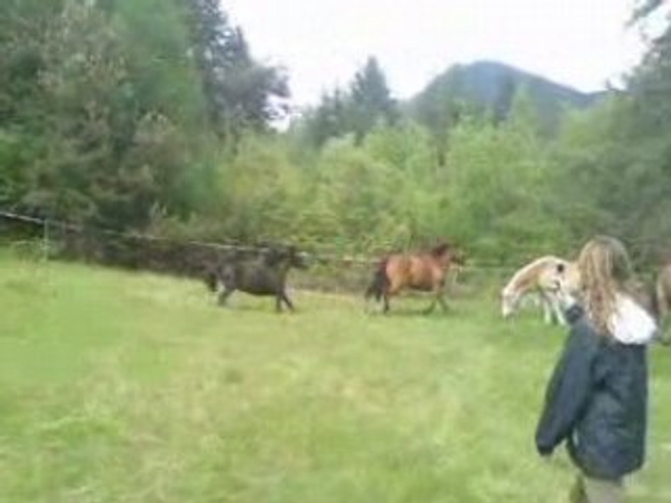 galop aux jass 08 (nat van)