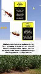 cara mengusir kecoak dan semut  #quotes