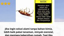 cara mengusir kecoak dan semut  #quotes