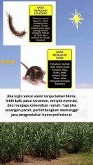 cara mengusir tikus dan kelabang  #quotes