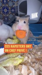 🐹 Des hamsters avec un chef privé ? Oui ça existe ! 👨🏻‍🍳