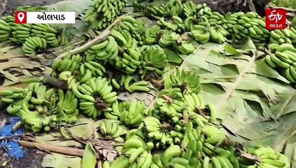 માવઠાથી અસરગ્રસ્ત થયેલા ઓલપાડ તાલુકાના ખેડૂતોને સહાય કરો: ધારાસભ્ય મુકેશ પટેલ