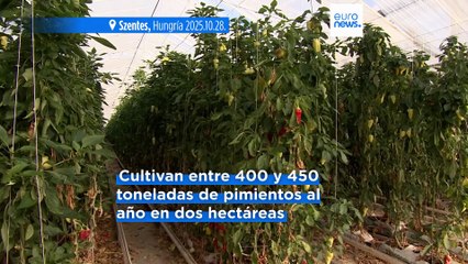 Piscifactorías "inteligentes": ¿Cómo funciona la producción sostenible con IA?