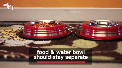 Making Sure Your New Kitten Feels Right At Home Is Key!