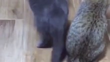 Funny animals 2
