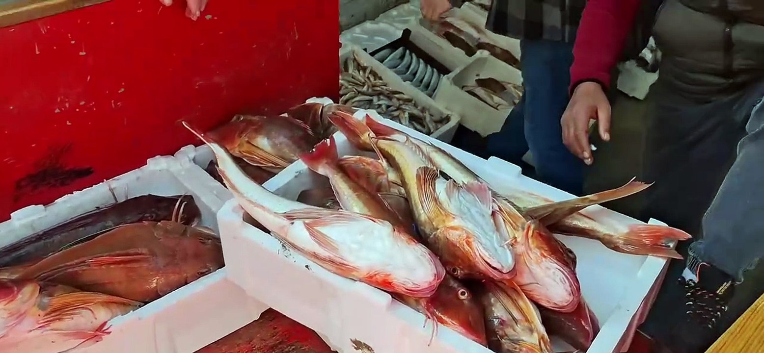 Sinop'ta kırlangıç bereketi