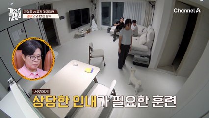 헬퍼독과 함께 하는 실전 산책 훈련! 강형욱의 손길에 급 얌전해진 늑대 3호?!