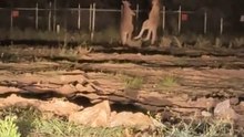Kangaroo fighting