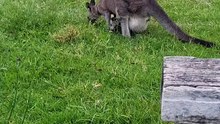 Australian kangaroo
