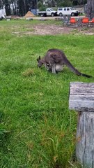 Australian kangaroo