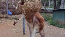 Kangaroo playing